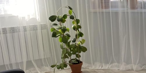 1-комн квартира Тосно г., улица Блинникова, 6