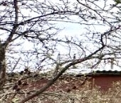 Продать Дачи, коттеджи, загородные дома Кобрино садоводческий массив, Золотой Ранет СНТ  22 