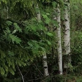 Продажа земли Юбилейное-Ручьи СНТ Продажа земли Юбилейное-Ручьи СНТ