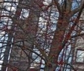 Продать Квартиры вторичка Сестрорецк, улица Токарева, 24   