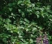 Продать Дачи, коттеджи, загородные дома Яблонька СНТ   