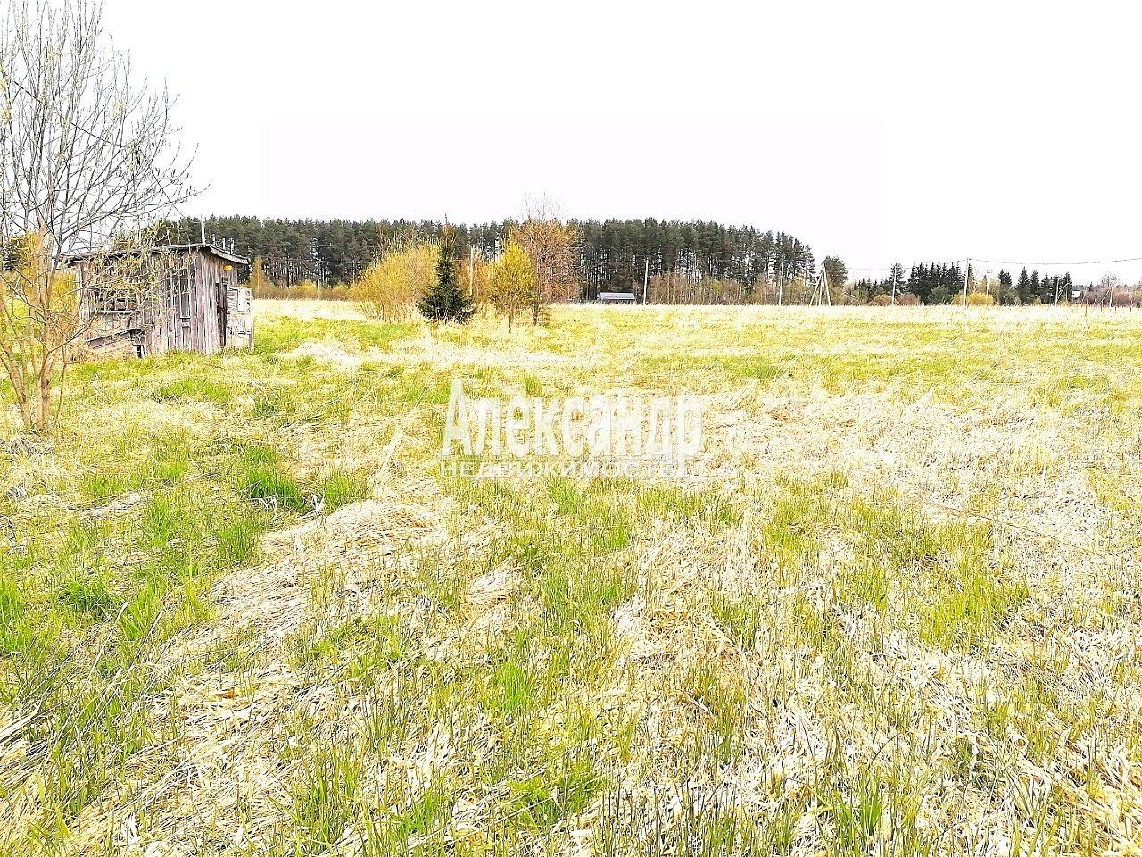 Продажа земли Особый статус - Ромашки кп, пос. Ромашки