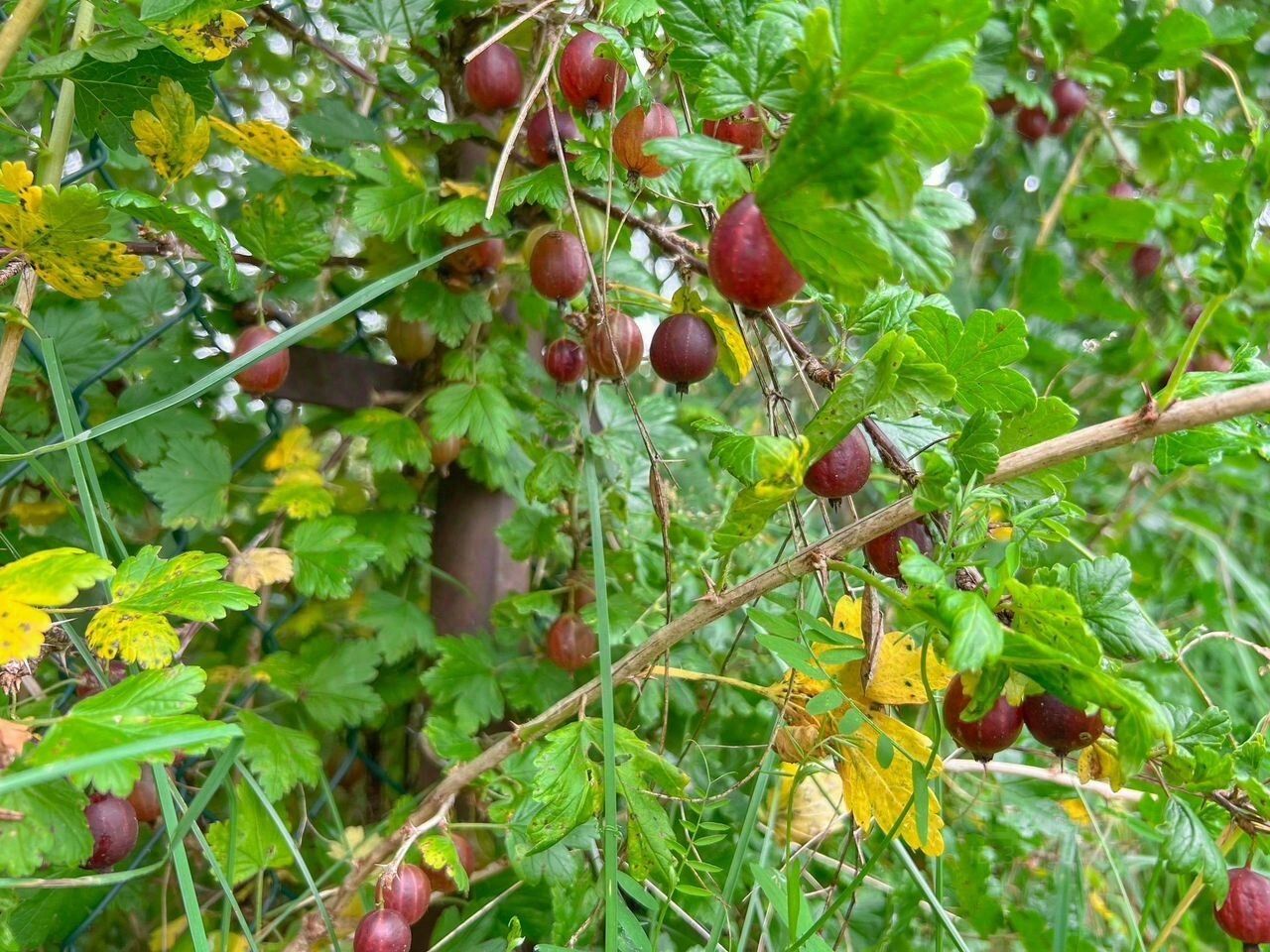 Продажа дома Мичуринское СНТ