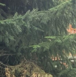 Продажа дома Сертолово, Медное Озеро-3 СНТ, улица Сосновая Продажа дома Сертолово, Медное Озеро-3 СНТ, улица Сосновая