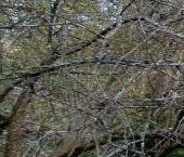 Продать Земельные участки, земля Вырица городской поселок, улица Соболевского   