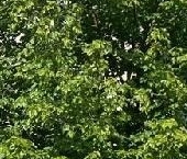 Продать Квартиры вторичка Заречье пгт, улица Весенняя, 2к6   