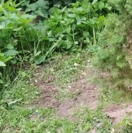 Продажа земли д. Лупполово, улица Зеленая, 22 Продажа земли д. Лупполово, улица Зеленая, 22