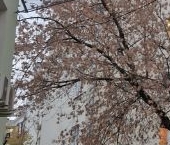 Продать Квартиры вторичка Басманный тупик, 10/12   