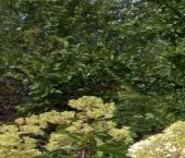 Продать Дачи, коттеджи, загородные дома Лот СНТ, улица 1-я, 1А   