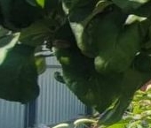 Продать Дачи, коттеджи, загородные дома Юбилейное СНТ  104 