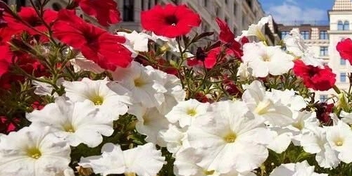 2-комн квартира переулок Басков, 2