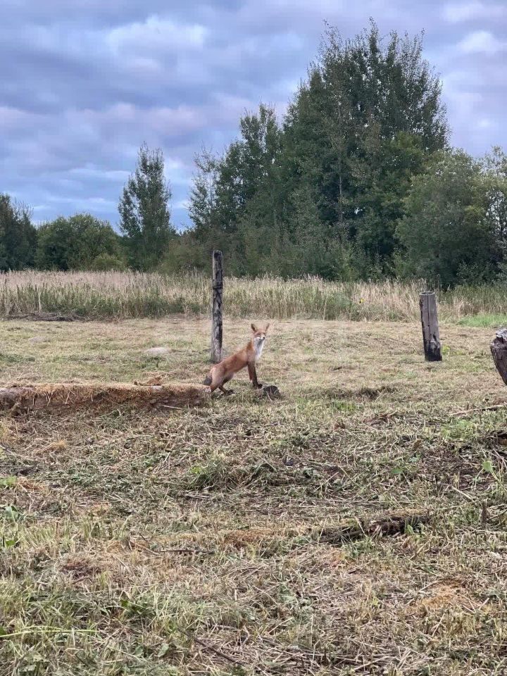 Продажа земли пос. Вишневка, улица Луговая