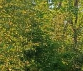 Продать Дачи, коттеджи, загородные дома Вырица городской поселок   