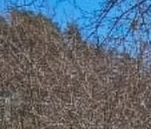 Продать Дачи, коттеджи, загородные дома Заречный садоводческий массив, Дружба СНТ  54 