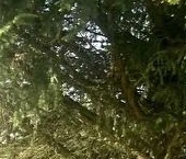 Продать Дачи, коттеджи, загородные дома Синявино-2 садовое товарищество, Соловей СНТ, 3-я линия, 38   