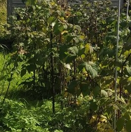 Продажа земли Учхоз садоводческий массив, Прометей-Учхоз СНТ Продажа земли Учхоз садоводческий массив, Прометей-Учхоз СНТ