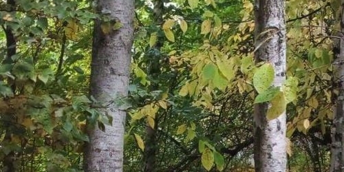 Коттедж/дом Камышинская улица, 4