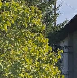 Продажа дома д. Николаевщина, 44 Продажа дома д. Николаевщина, 44