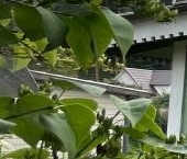 Продать Дачи, коттеджи, загородные дома Заречный садоводческий массив, Дружба СНТ  125 