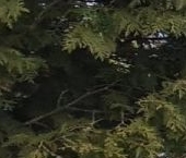 Продать Дачи, коттеджи, загородные дома Междуречье СНТ  193 