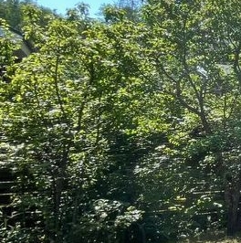 Продажа земли пос. Репино, Железнодорожная улица, 7а