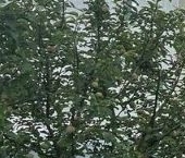 Продать Дачи, коттеджи, загородные дома пос. Пудость, улица Усадебная   