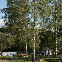 Продажа земли Оранжерейка кп, улица Березовая