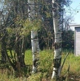 Продажа дома пос. Победа, улица Серебристая