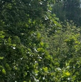 Продажа 1-комн квартиры на вторичном рынке Ломоносов, Александровская улица, 30 Продажа 1-комн квартиры на вторичном рынке Ломоносов, Александровская улица, 30