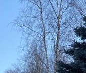 Продать Дачи, коттеджи, загородные дома Лукоморье кп, д. Канисты   