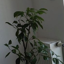 Продажа 1-комн квартиры на вторичном рынке Всеволожск, улица Шинников, 2к6