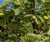 Продать Дачи, коттеджи, загородные дома Вуокса СНТ, улица Березовая   