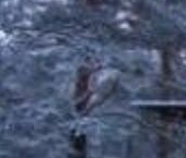 Продать Дачи, коттеджи, загородные дома Всеволожск, Колтушское шоссе   