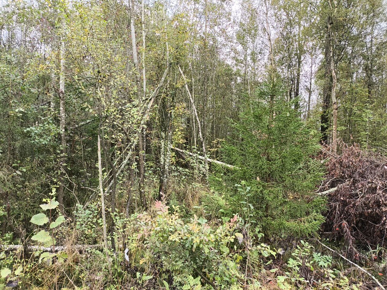 Продажа земли Славянка садовое товарищество, Коммунальщик СНТ, 9-я линия, 184