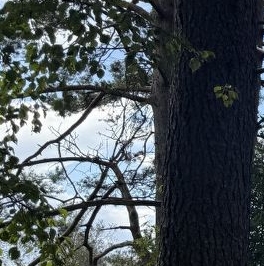 Продажа земли Заозерное ТСН, 9-я линия,  д. 101