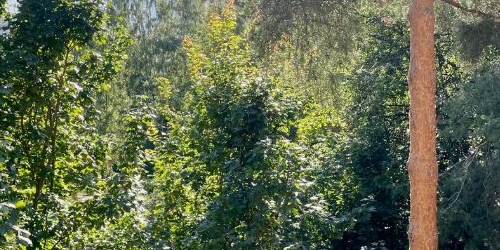 3-комн квартира улица Ольги Форш, 3