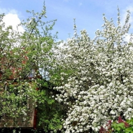 Продажа дома Горы-1 массив Продажа дома Горы-1 массив