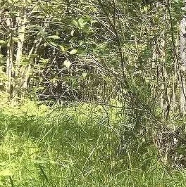 Продажа земли Посадников остров садоводческий массив, 8-я линия Продажа земли Посадников остров садоводческий массив, 8-я линия