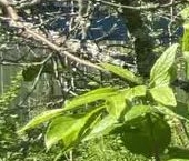 Продать Дачи, коттеджи, загородные дома Посадников остров садоводческий массив, Большевичка СНТ, 19-я линия, 119   