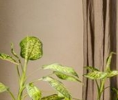 Сдать в аренду Квартиры вторичка Каменноостровский проспект, 62   