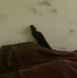 Продажа 1-комн квартиры на вторичном рынке Грузинский переулок, д. 10 Продажа 1-комн квартиры на вторичном рынке Грузинский переулок, д. 10