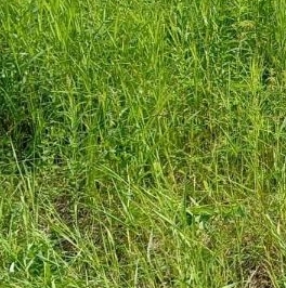 Продажа земли Оранжерейка кп, улица Березовая