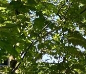 Продать Дачи, коттеджи, загородные дома д. Ириновка, 98А   