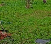 Продать Земельные участки, земля Рот-фронт СНТ, улица Рябиновая  17 