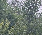 Продать Земельные участки, земля Вырица городской поселок, проспект Мельничный   