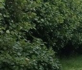 Продать Дачи, коттеджи, загородные дома Беляевский Мох садоводческий массив, Маяк СНТ, 10-я линия   