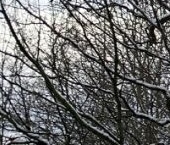 Продать Комнаты в квартирах Павловск, Детскосельская улица, 15   