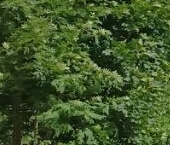 Продать Квартиры вторичка пос. Сельцо, 2   