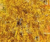 Сдать в аренду Квартиры вторичка Новая Деревня мкр, Пушкино, Набережная улица, 35к1   