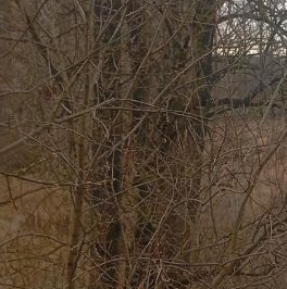 Аренда 1-комн квартиры на вторичном рынке пос. Шушары, Ленсоветовский тер., 15